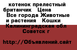 котенок прелестный британчик › Цена ­ 12 000 - Все города Животные и растения » Кошки   . Калининградская обл.,Советск г.